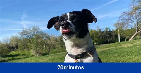 Las señales de calma en el lenguaje canino todos los perros se comunican con estos gestos