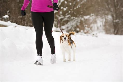 The Lassie Effect Your Dog Can Help You Stay In Shape My Animals