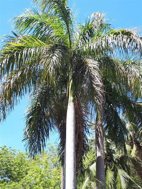 palm identification - DISCUSSING PALM TREES WORLDWIDE - PalmTalk