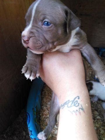 Maybe you would like to learn more about one of these? RED NOSE AMERICAN PIT BULL TERRIER PUPPIES with papers for ...