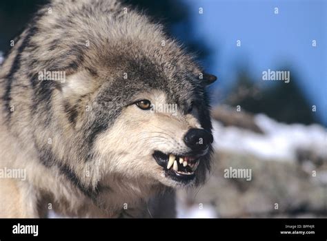 Snarling Gray Or Timber Wolfcanis Lupus Captive Stock Photo Alamy