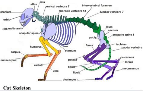 Cats, also called domestic cats (felis catus), are small, carnivorous mammals, of the family felidae. Cat Skeleton Diagram
