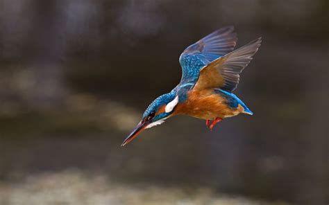 Nature Animals Birds Kingfisher Wings Wallpapers Hd