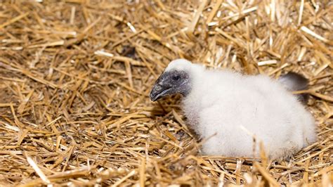 Signs Of Spring Turkey Vultures Blog Pottawattamie Conservation