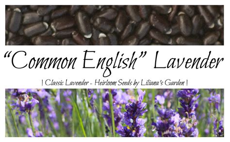 “common English” Lavender Seeds Heirloom Seeds By Lilianas Garden