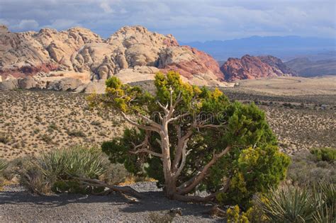 Desert Landscape With Red Rock Stock Photo Image Of