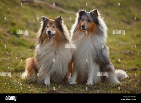 Rough Collie Male Dogs Blue Merle And Sable Whiteschottische
