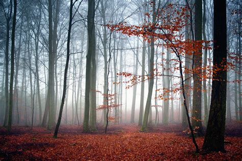 Misty Autumn Meyerdierkspictures Landscape Trees