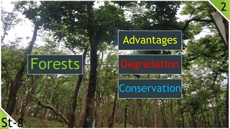 Advantages And Degradation Of Forests Conservation Methods Geography