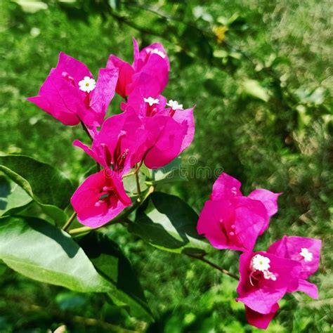 Bougainvillea Glab Necher Flower Stock Image Image Of Herb