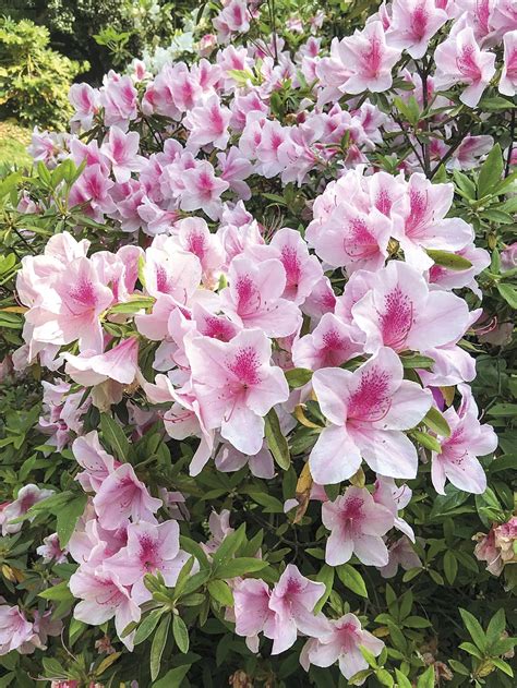 Details 100 imagen flor azalea fotos - Abzlocal.mx