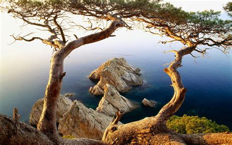 Wallpaper Trees Landscape Sea Rock Nature Branch Wildlife