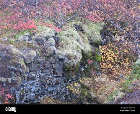 Autumnal Vegetation And Moss Clothes The Lava Landscape To Create A