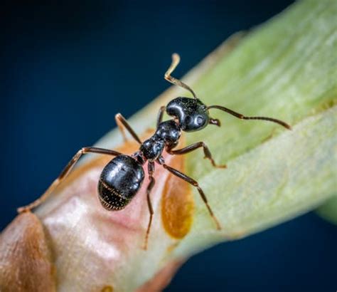 how strong are ants compared to humans school of bugs
