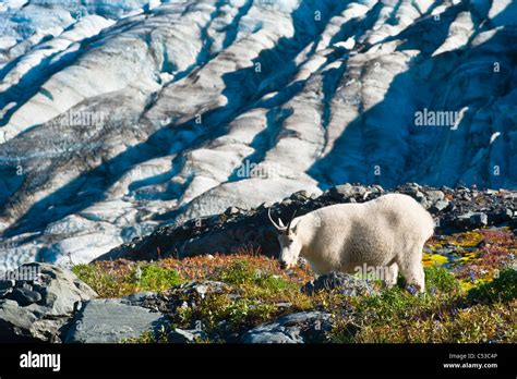 Mountain Goat Grazing Near Harding Icefield Trail With Exit Glacier In