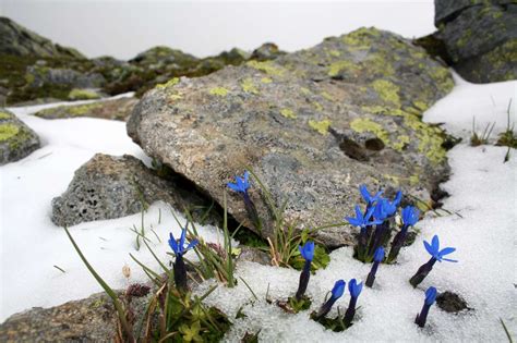 15 Unique Types Of Tundra Plants