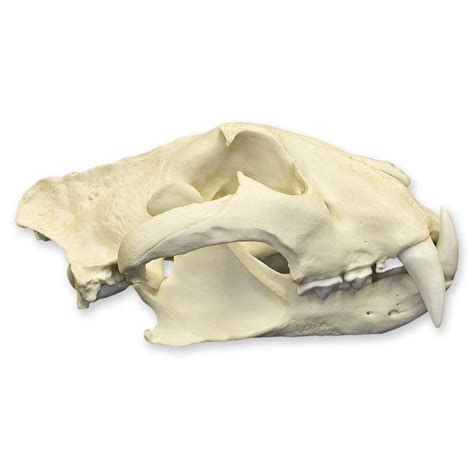 Replica Tiger Skull Male Siberian For Sale Skulls Unlimited