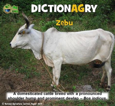 The story of the science of language and linguistics centered ar. Pin by Ag 101 on teach n' preach agricultural | Zebu ...