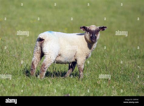 Domestic Sheep In A Field Stock Photo Alamy