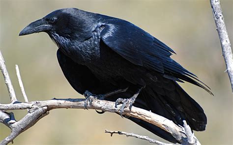 What Is Difference Between Raven And Crow Corvus Corax