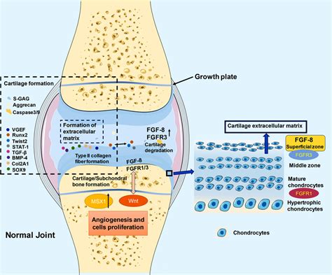 role of fgf‐8 in normal cartilage a in the initial stage of download scientific diagram