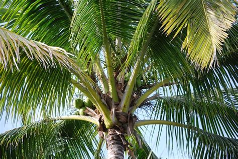 Coconut The Tree Of Life Hubpages