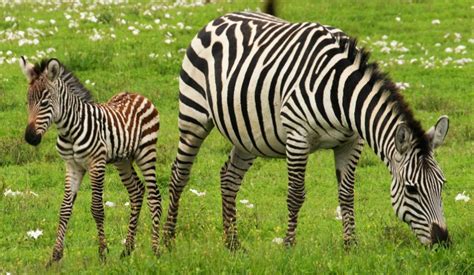 Plains zebras are one of them. Zebras fun facts. What color are they? Are they horses?