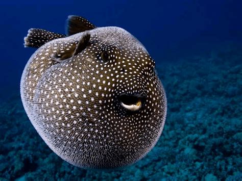 Top 5 Most Poisonous Sea Creatures You Should Avoid