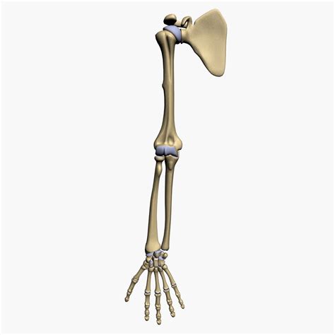 3d Model Bones Human Arm Anatomy Arm Bones Arm Anatomy Human Bones