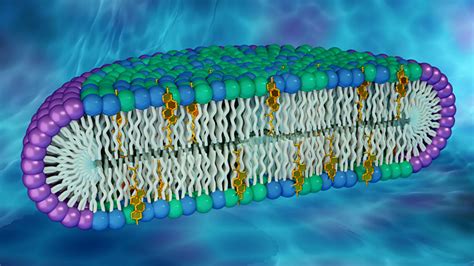Novel Cell Membrane Model Could Be Key to Uncovering New Protein 