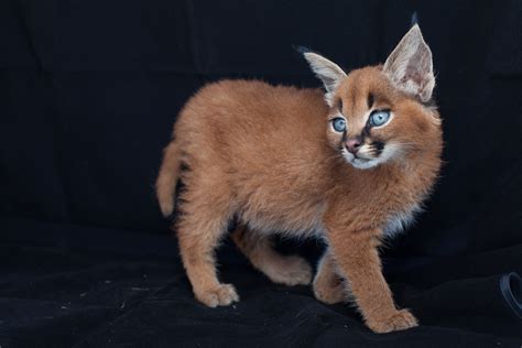 Caracal Kittens 9 Weeks 9 Fiona Ayersts Blog