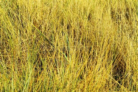 Yellow Grass Background Stock Photo Image Of Field Background 81430086