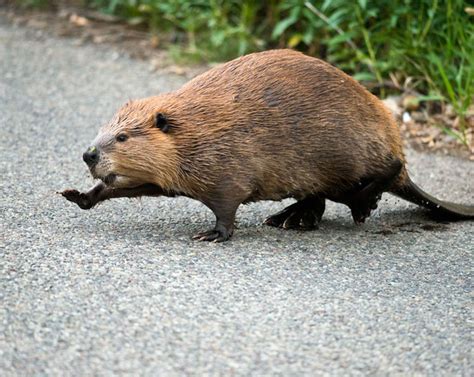 Record Numbers Of Beavers Are Being Introduced To The Uk Natural
