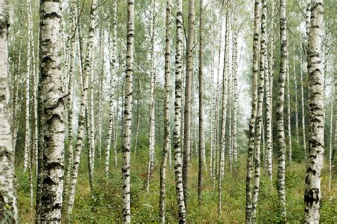 Estonian Scientists A Science Based Forest Management Is
