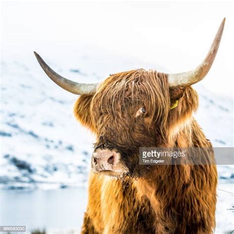 Highland Cow Snow Photos And Premium High Res Pictures Getty Images