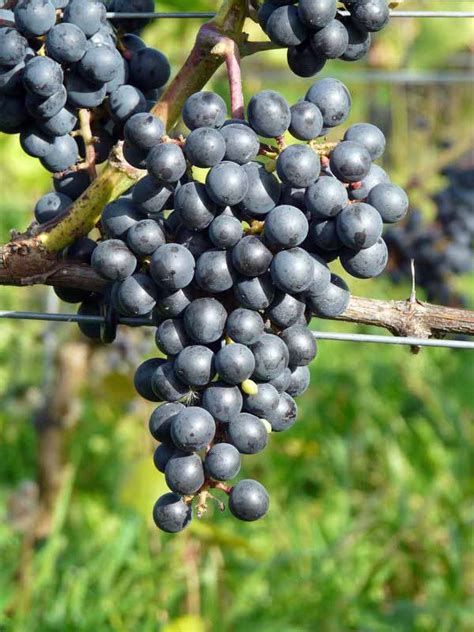 Каберне кантор - сорт винограда