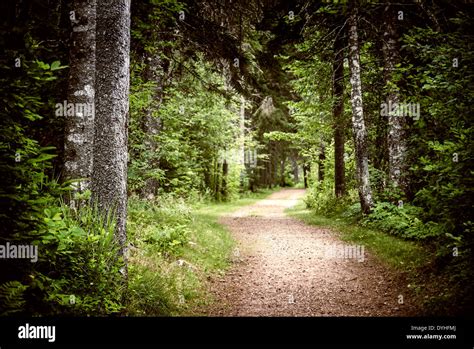 Path Winding Through Lush Green Forest With Tall Old Trees Stock Photo