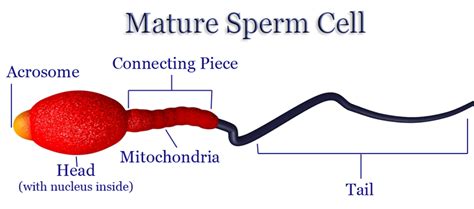 Structure Of A Sperm Cell Diagram Quizlet
