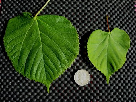 Broad Leaved Lime Tilia Platyphyllos X Cordata Species Information