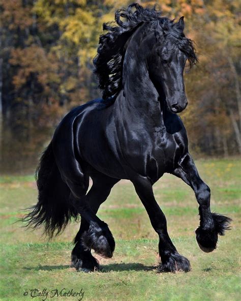 Fridse Friesian Stallion Friesianhorses Horses Friesian Horse