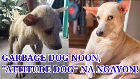 Attitude Ka Gurl Dog Garbage Dog Noon Youtube