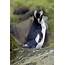 Erect Crested Penguins  Penguin Pedia