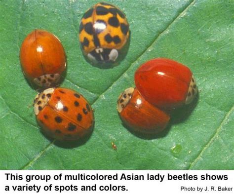 Multicolored Asian Lady Beetle In The Landscape Nc State Extension