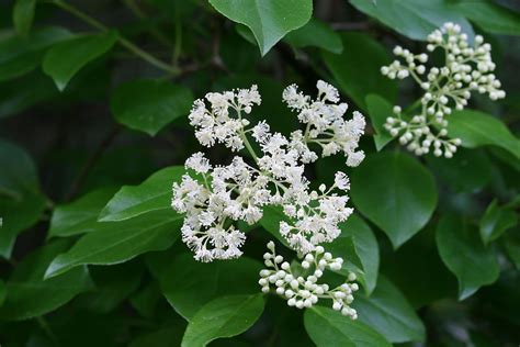 Climbing Hydrangea Hydrangea Barbara Native Climbing Vine With