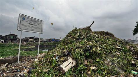 Sampah Organik Solusi Pakan Ternak Indonesia Surya Adikara Putra