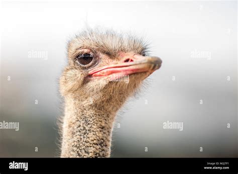 Portrait Of A Ostrich Close Up Stock Photo Alamy