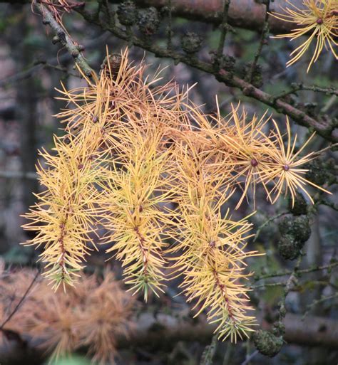 Larix Decidua Larch