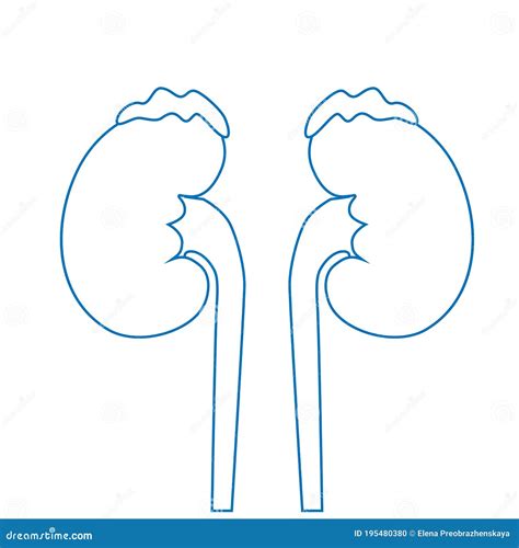 Human Kidneys Excretory System Icon Linear Vector Illustration Stock