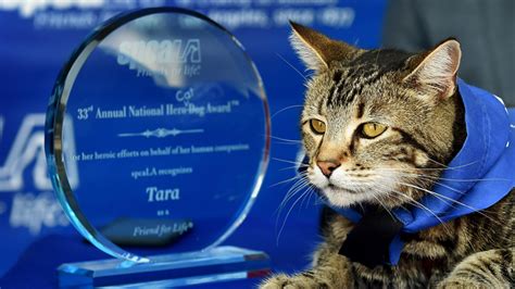 Tara The Hero Cat That Fended Off A Dog Attacking Her Owner To Ride In