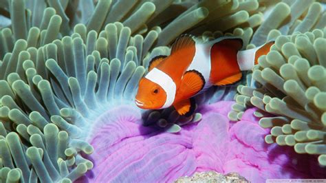 Clownfish Anemone Clipart Clipground